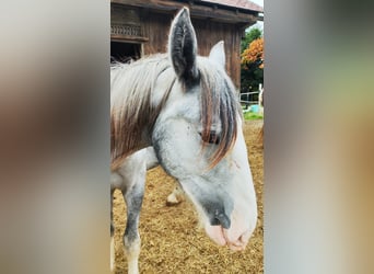 Shire Horse, Mare, 2 years, 17,2 hh, Grey