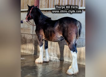 Shire Horse, Mare, 2 years, 18 hh, Bay-Dark
