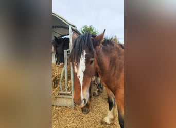 Shire Horse, Mare, 2 years, 18 hh, Brown
