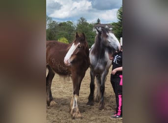 Shire Horse, Mare, 2 years, 18 hh, Gray