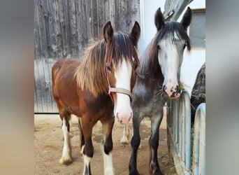 Shire Horse, Mare, 2 years, 18 hh, Gray