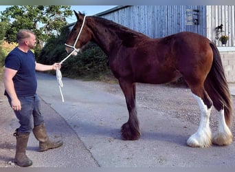 Shire Horse, Mare, 2 years