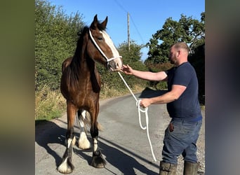 Shire Horse, Mare, 2 years