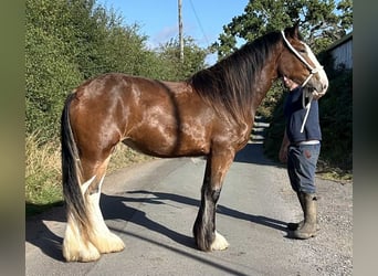 Shire Horse, Mare, 2 years