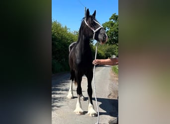 Shire Horse, Mare, 2 years