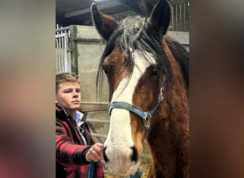 Shire Horse, Mare, 2 years