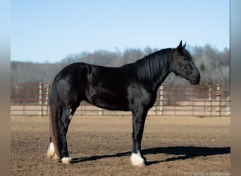 Shire Horse, Mare, 3 years, 16.2 hh, Black
