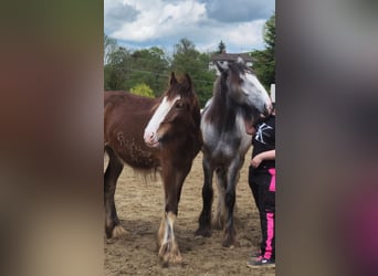 Shire Horse, Mare, 3 years, 16,1 hh, Brown