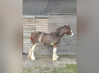 Shire Horse, Mare, 3 years, 17.2 hh, Roan-Bay