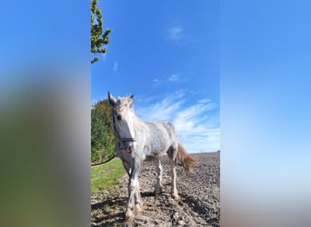 Shire Horse, Mare, 3 years, 17,1 hh, Grey
