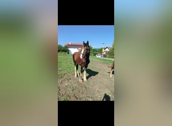 Shire Horse, Mare, 3 years, 17,2 hh, Brown