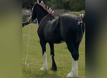Shire Horse, Mare, 3 years, Black
