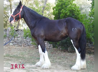 Shire Horse, Stute, 3 Jahre