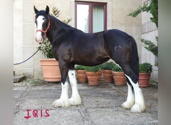 Shire Horse, Stute, 3 Jahre