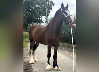 Shire Horse, Mare, 3 years