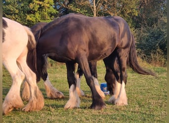 Shire Horse, Mare, 4 years, 16.2 hh, Black