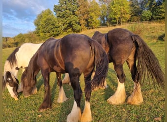 Shire Horse, Mare, 4 years, 16.2 hh, Black