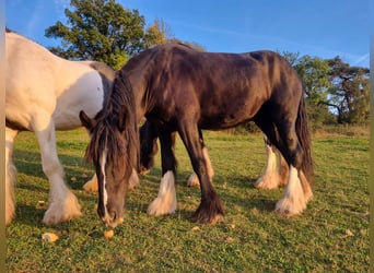 Shire Horse, Mare, 4 years, 16.2 hh, Black