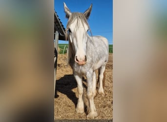 Shire Horse, Mare, 4 years, 16.2 hh, Grey