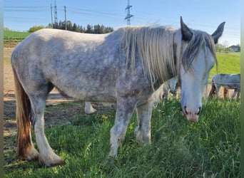 Shire Horse, Mare, 4 years, 16.2 hh, Grey