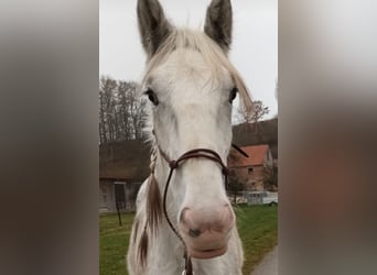 Shire Horse, Mare, 4 years, 17.1 hh, Gray