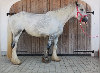 Shire Horse, Mare, 4 years, 17.1 hh, Grey