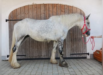Shire Horse, Mare, 4 years, 17.1 hh, Grey