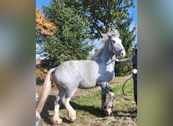 Shire Horse, Mare, 4 years, 17,1 hh, Grey