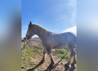 Shire Horse, Mare, 4 years, 17,1 hh, Grey