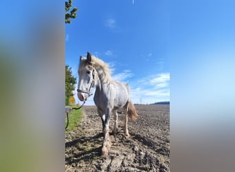 Shire Horse, Mare, 4 years, 17,1 hh, Grey