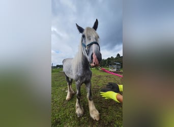 Shire Horse, Mare, 4 years, 17,2 hh, Grey