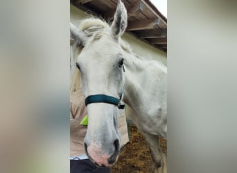 Shire Horse, Mare, 4 years, 17,2 hh, Grey