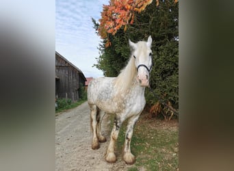 Shire Horse, Mare, 4 years, 17,2 hh, Grey