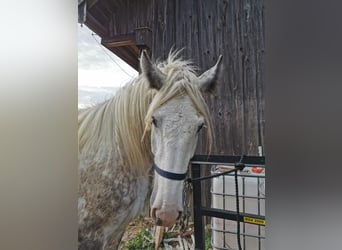 Shire Horse, Mare, 4 years, 17,2 hh, Grey