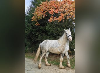 Shire Horse, Mare, 4 years, 17,2 hh, Grey