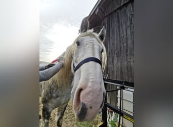 Shire Horse, Mare, 4 years, 17,2 hh, Grey