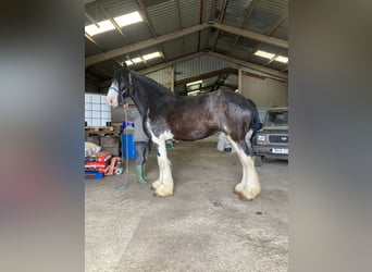 Shire Horse, Mare, 4 years, 18 hh, Black