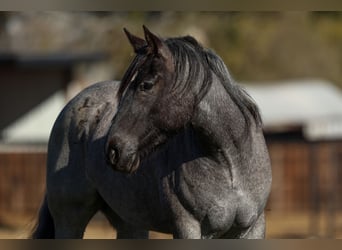 Shire Horse, Mare, 5 years, 15,3 hh, Roan-Blue