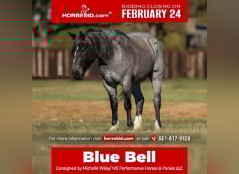 Shire Horse, Mare, 5 years, 15.3 hh, Roan-Blue