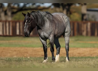 Shire Horse, Mare, 5 years, 15.3 hh, Roan-Blue