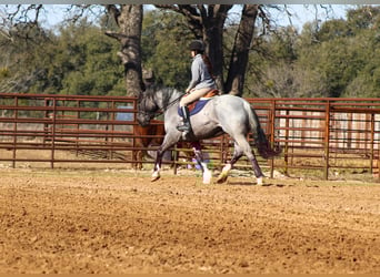 Shire Horse, Mare, 5 years, 15.3 hh, Roan-Blue