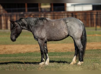 Shire Horse, Mare, 5 years, 15.3 hh, Roan-Blue