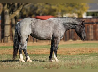 Shire Horse, Mare, 5 years, 15.3 hh, Roan-Blue