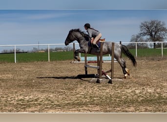 Shire Horse, Mare, 5 years, 15.3 hh, Roan-Blue