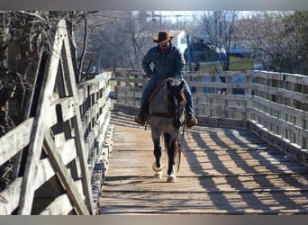 Shire Horse, Mare, 5 years, 15.3 hh, Roan-Blue