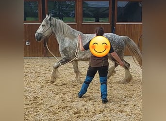 Shire Horse, Mare, 5 years, 16,2 hh, Gray-Dapple