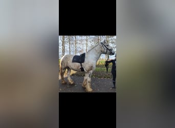 Shire Horse, Mare, 5 years, 16,2 hh, Gray-Dapple