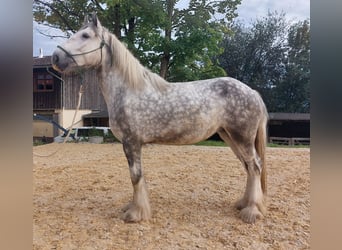 Shire Horse, Mare, 5 years, 16.2 hh, Gray-Dapple
