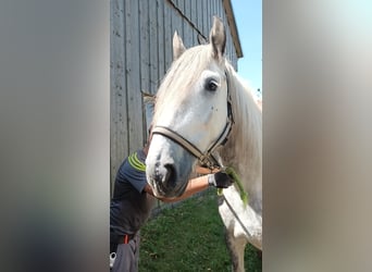 Shire Horse, Mare, 5 years, 16.2 hh, Gray-Dapple