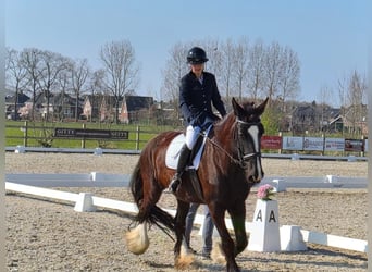 Shire Horse, Mare, 5 years, 17.2 hh, Black